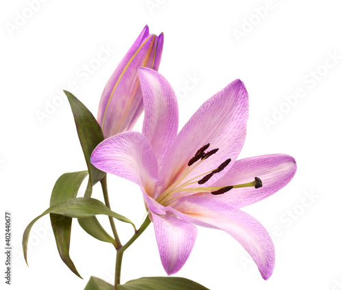 Pale lilac dyed oriental hybrid lily isolated on white