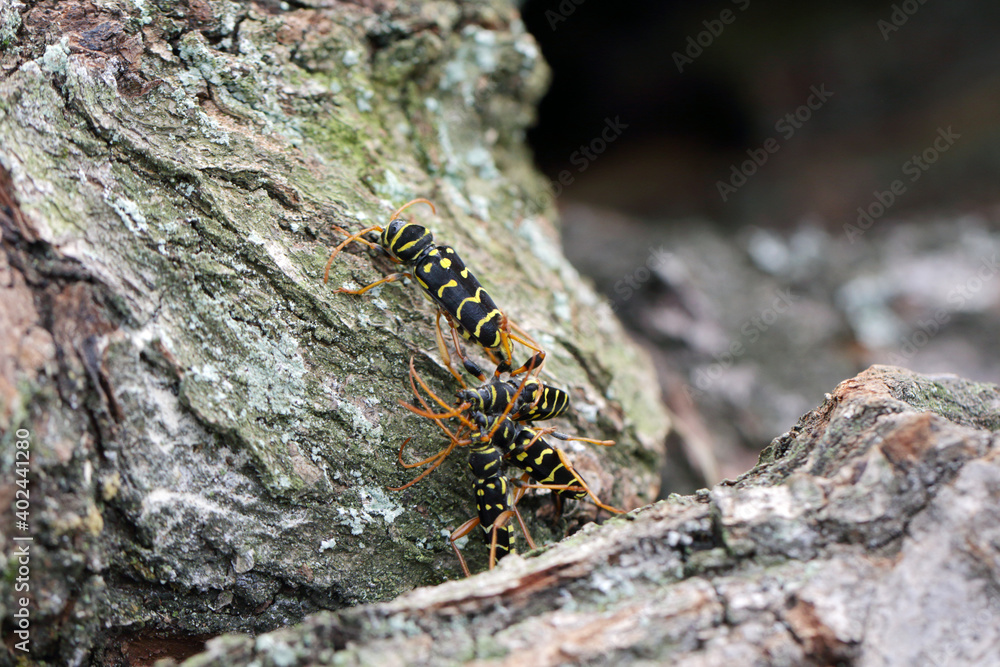 Closeup Longhorn Beetle - Plagionotus arcuatus. Female lays eggs in the oak bark. Closeup Longhorn Beetle - Plagionotus arcuatus. Female lays eggs in the oak bark.