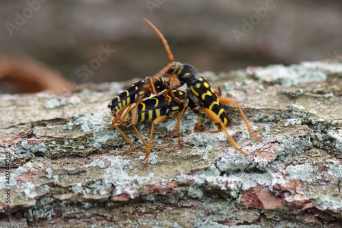 Closeup Longhorn Beetle - Plagionotus arcuatus. Female lays eggs in the oak bark. © Tomasz