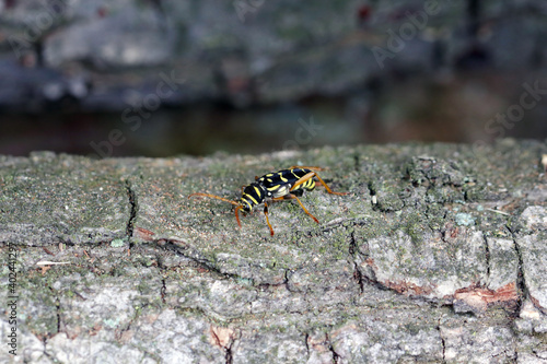 Closeup Longhorn Beetle - Plagionotus arcuatus. Female lays eggs in the oak bark.