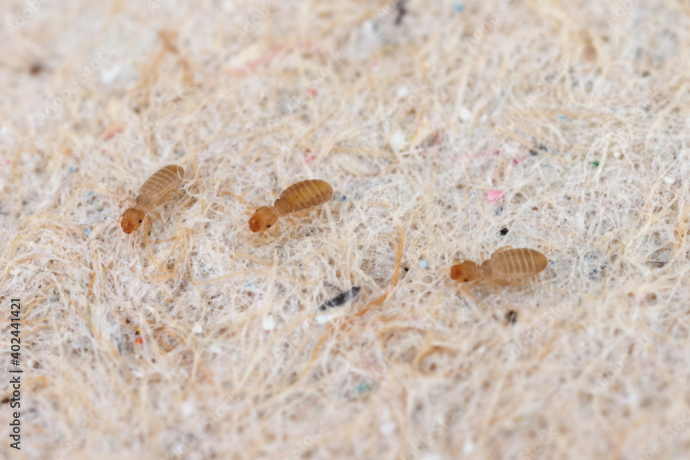 Psocids of the genus Liposcelis - Psocoptera - booklice, barklice or barkflies, a well known as pests of stored products. Insects on paper at high magnification. Psocids of the genus Liposcelis - Psocoptera - booklice, barklice or barkflies, a well known as pests of stored products. Insects on paper at high magnification.