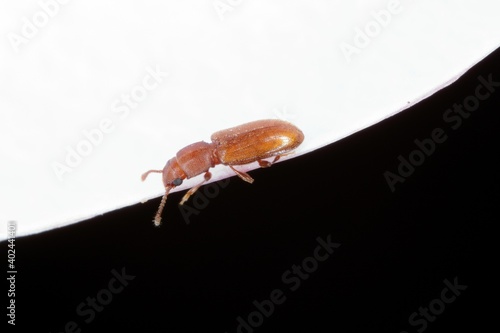 foreign grain beetle Ahasverus advena photo