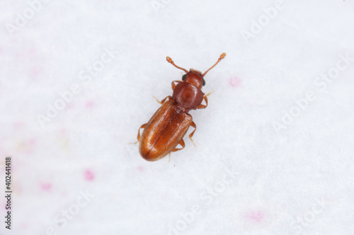 foreign grain beetle Ahasverus advena photo