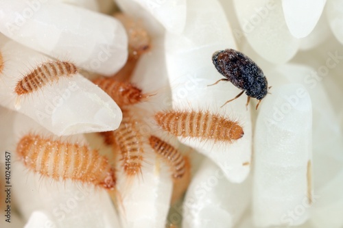 larvae of Khapra beetle (Trogoderma granarium) on rice grains. Dermestidae family pest of stored grain. photo