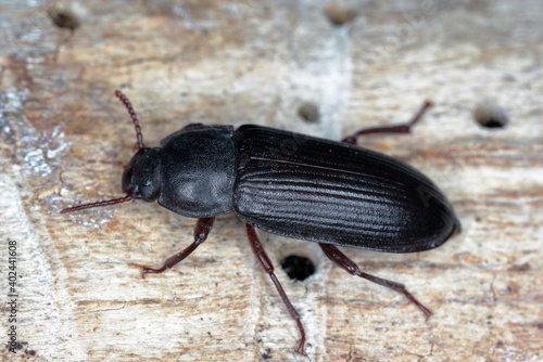 Mealworm beetle Tenebrio molitor, a species of darkling beetle pest of grain and grain products as well as home products