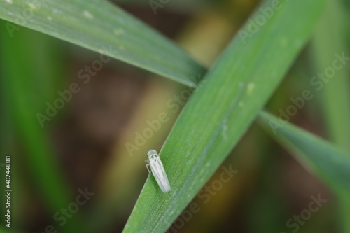 Maize leafhopper (Zyginidia scutellaris) pest of corn crop. Insect on winter cereal. © Tomasz