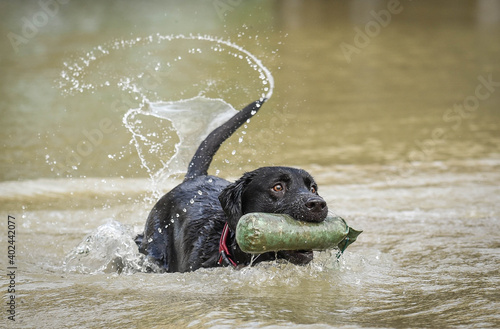 Fototapet Black labrador returning dummy in water with wagging tail