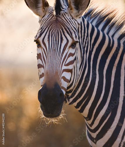 Fototapeta Naklejka Na Ścianę i Meble -  CEBRA DE MONTAÑA (Equus zebra), Fauna de África