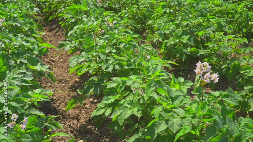 Field of potato Field of potato