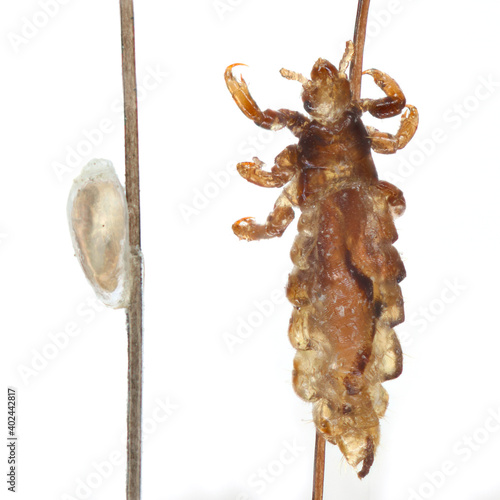 The body lousHead lice (louse) on human hair. On the left an egg on the right an adult insect on a haire Pediculus humanus on the hair