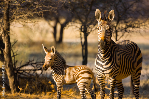 CEBRA DE MONTAÑA (Equus zebra), Fauna de África © JUAN CARLOS MUNOZ