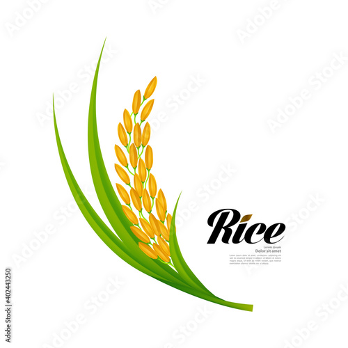 Premium Rice great quality design concept  vector.
