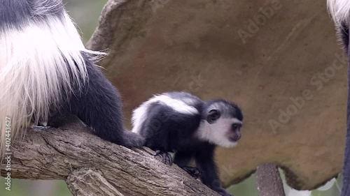 Juvenile Black-and-white Colobuses On Tree Branch During Daytime. - Static shot photo