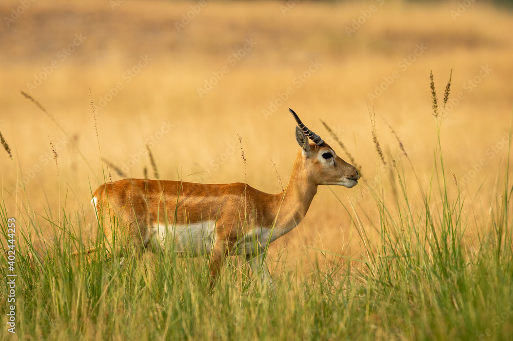 blackbuck or antilope cervicapra or indian antelope closeup walking in green background at tal chhapar sanctuary rajasthan india blackbuck or antilope cervicapra or indian antelope closeup walking in green background at tal chhapar sanctuary rajasthan india