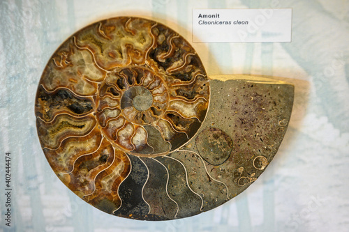 Fossilized ammonite exposed in cross section.