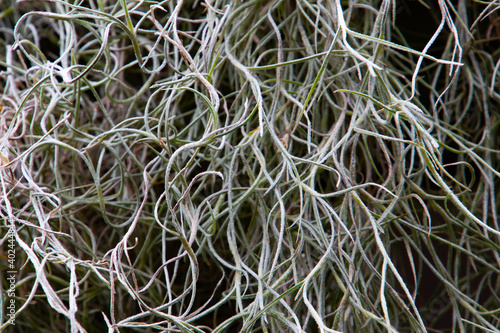 Close up of spanish moss for natural background, also called Tillandsia usneoides photo