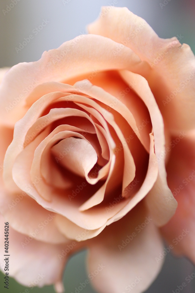 オレンジ色の薔薇 オレンジ色の薔薇