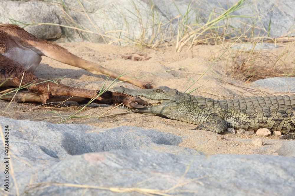 Schwarzfersenantilope und Nilkrokodil / Impala and Nile crocodile / Aepyceros melampus et Crocodylus Niloticus...