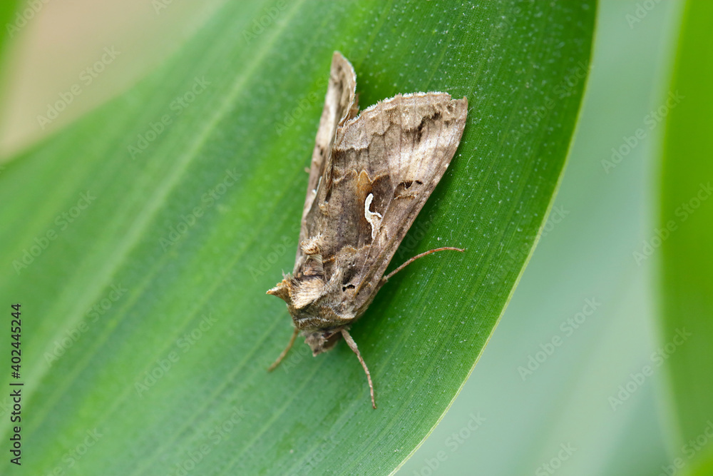 Obraz premium The Silver Y (Autographa gamma) is a migratory moth of the family Noctuidae. Caterpillars of this owlet moths are pests more than 200 different species of plants including crops. moth on a corn leaf.
