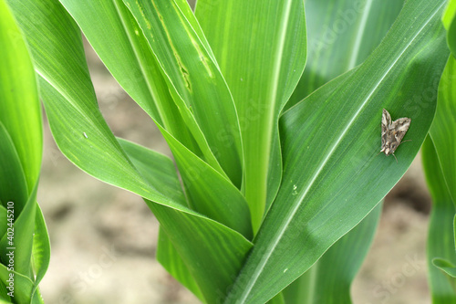 Maize leafhopper  Zyginidia scutellaris  pest of corn crop.