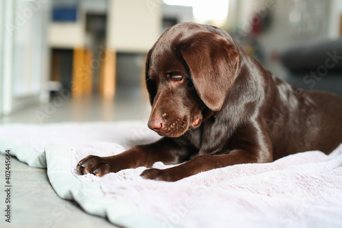 Süßer brauner Labrador Welpe liegt in der Wonung auf einer Decke © KrischiMeier