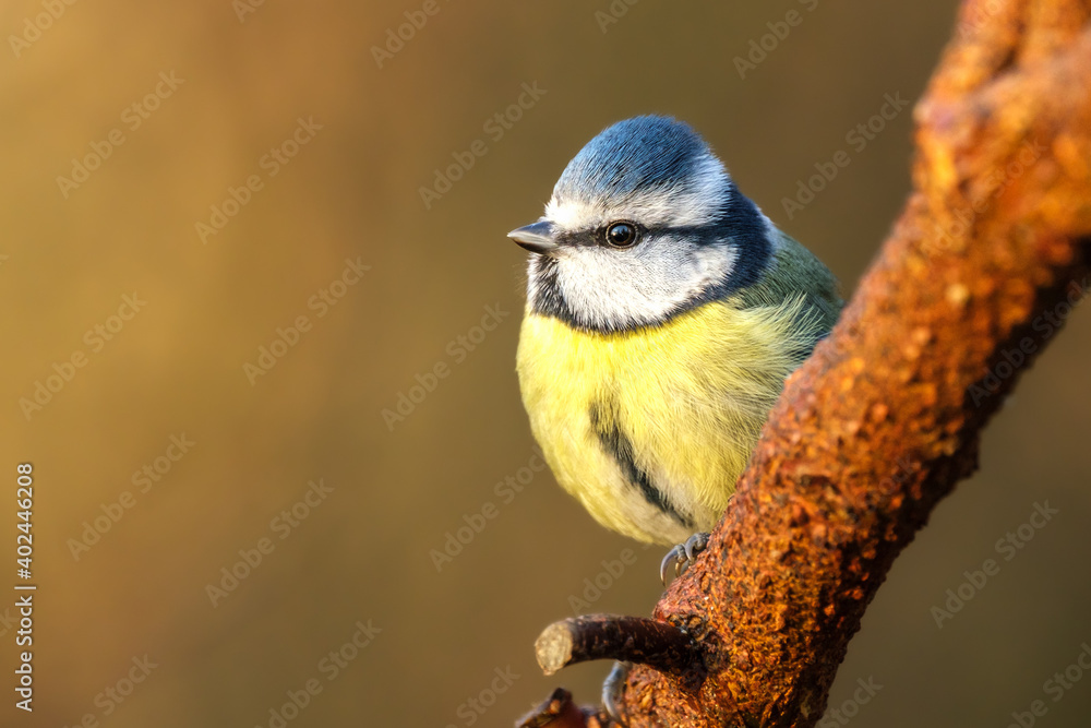 Fototapeta premium Blaumeise