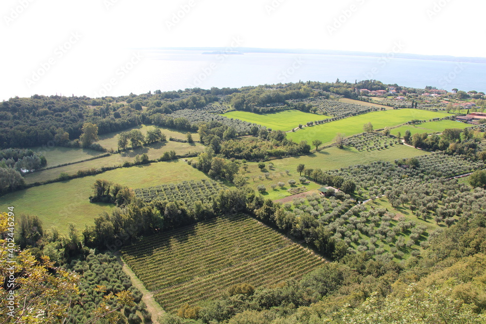 Olive Trees, Lake Garda, Italy