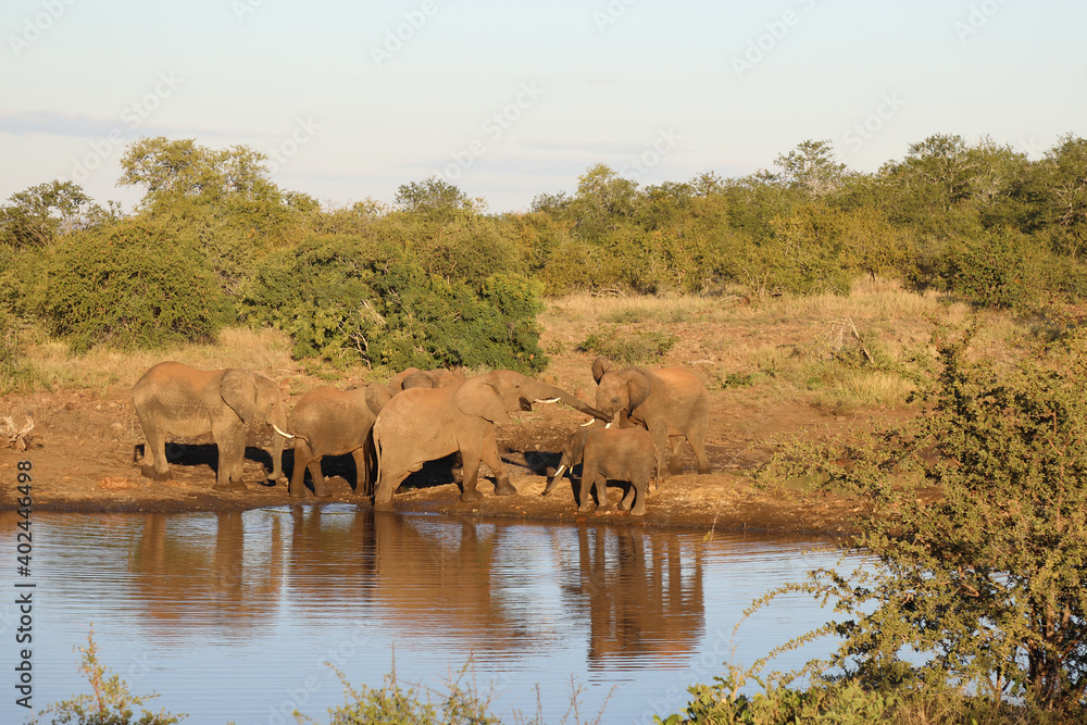 Afrikanischer Elefant / African elephant / Loxodonta africana. Afrikanischer Elefant / African elephant / Loxodonta africana.