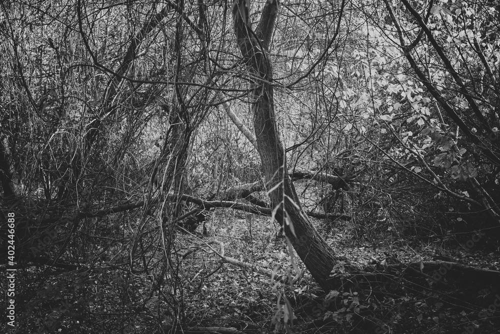 Moody dense forest thicket in black and white. Scary gloomy forest scenery