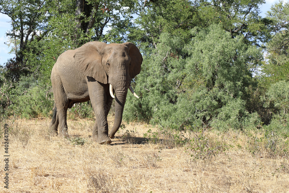 Afrikanischer Elefant / African elephant / Loxodonta africana