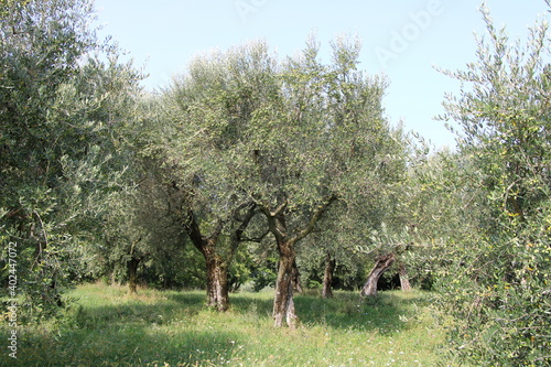 Принти на полотні Olive tree cultivation, Lake Garda, Italy