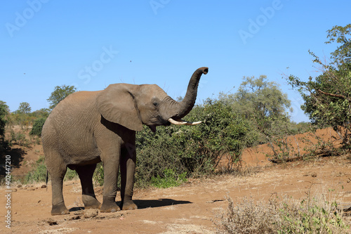 Afrikanischer Elefant   African elephant   Loxodonta africana