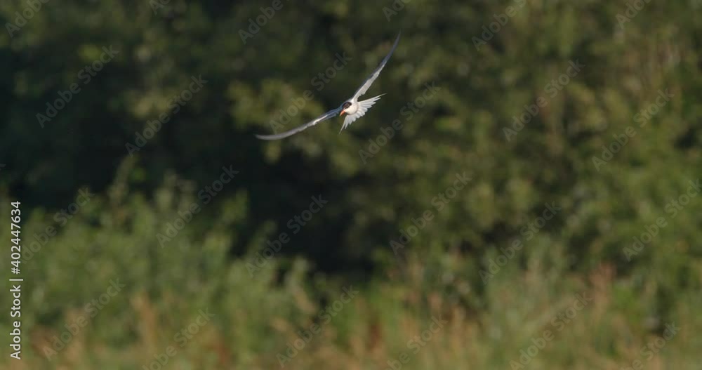 The common tern on a hunt from the Drava River The common tern on a hunt from the Drava River