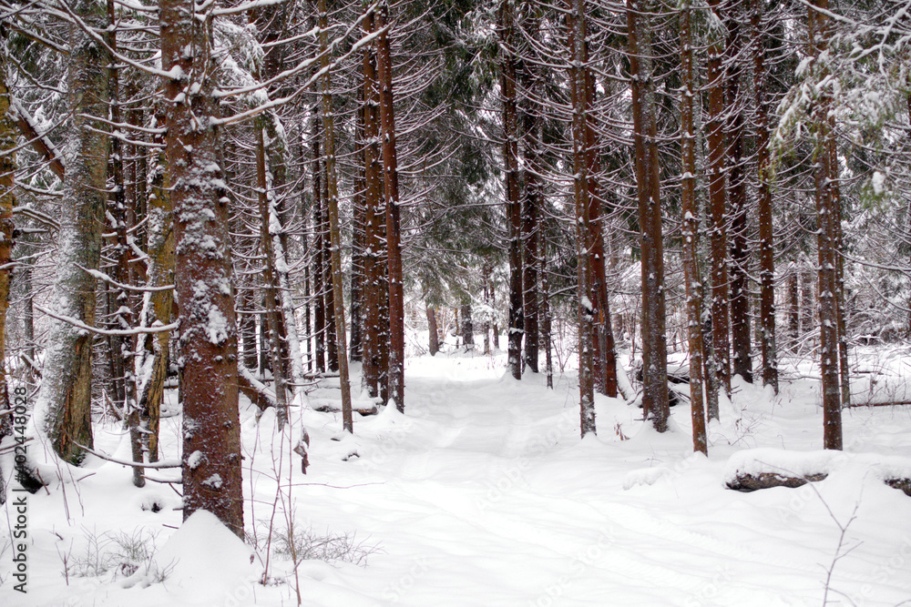 Winter frosty day in a beautiful snowy forest. The road in the snowy forest. Winter frosty day in a beautiful snowy forest. The road in the snowy forest.