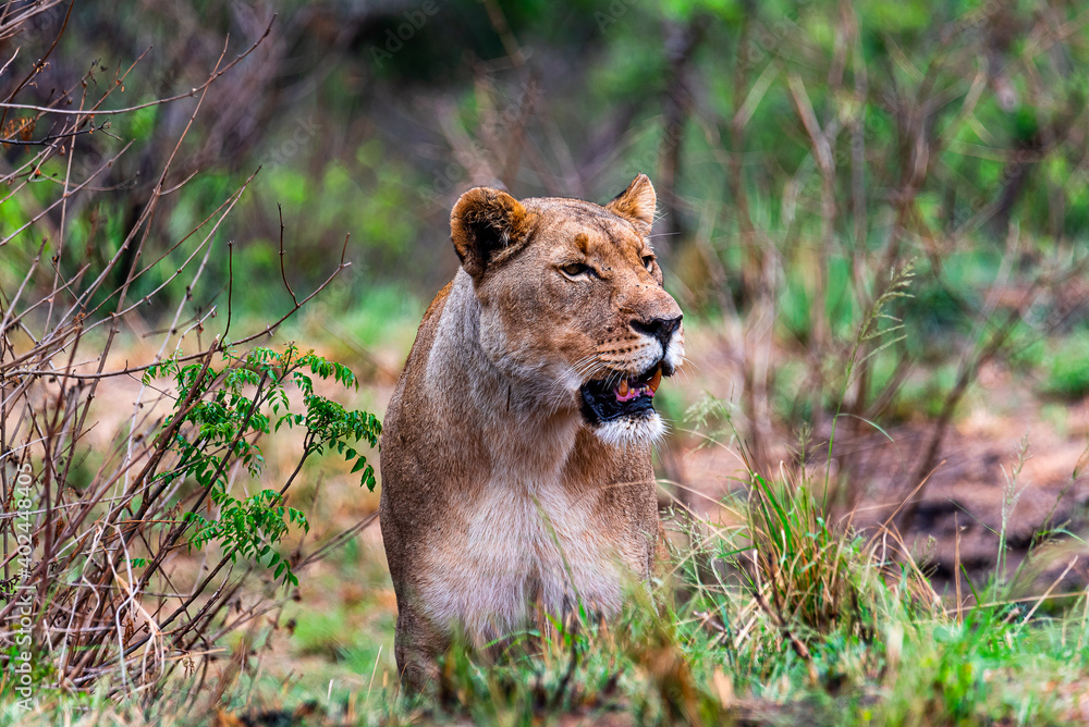 Naklejka premium female lion on the prowl