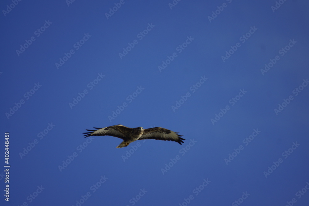 Obraz premium bird in flight