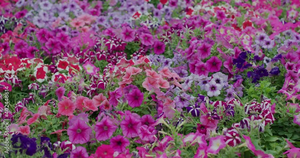 Flower field with pink and purple colour Flower field with pink and purple colour