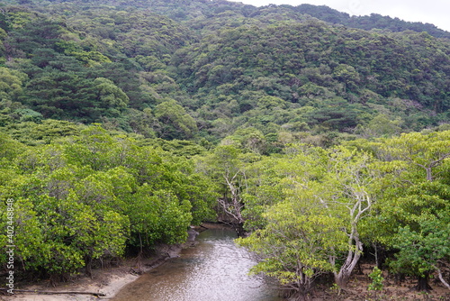 西表島のマングローブの広がる風景