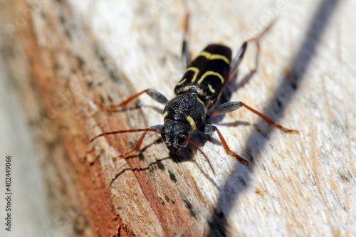 Longhorn beetle (Xylotrechus antilope, Cerambycidae). Female lays eggs in the oak bark
