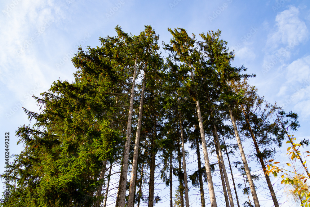 Looking up at pine trees in autumn. Low angle view or bottom view of trees moving in the wind. Looking up at pine trees in autumn. Low angle view or bottom view of trees moving in the wind.
