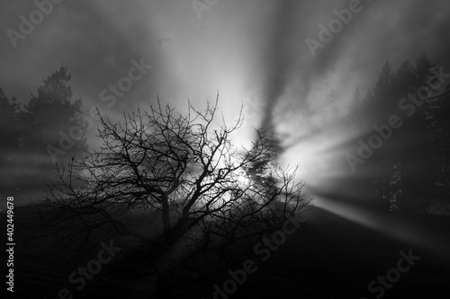 Sonnenstrahlen im Nebel durch die Bäume scheinend