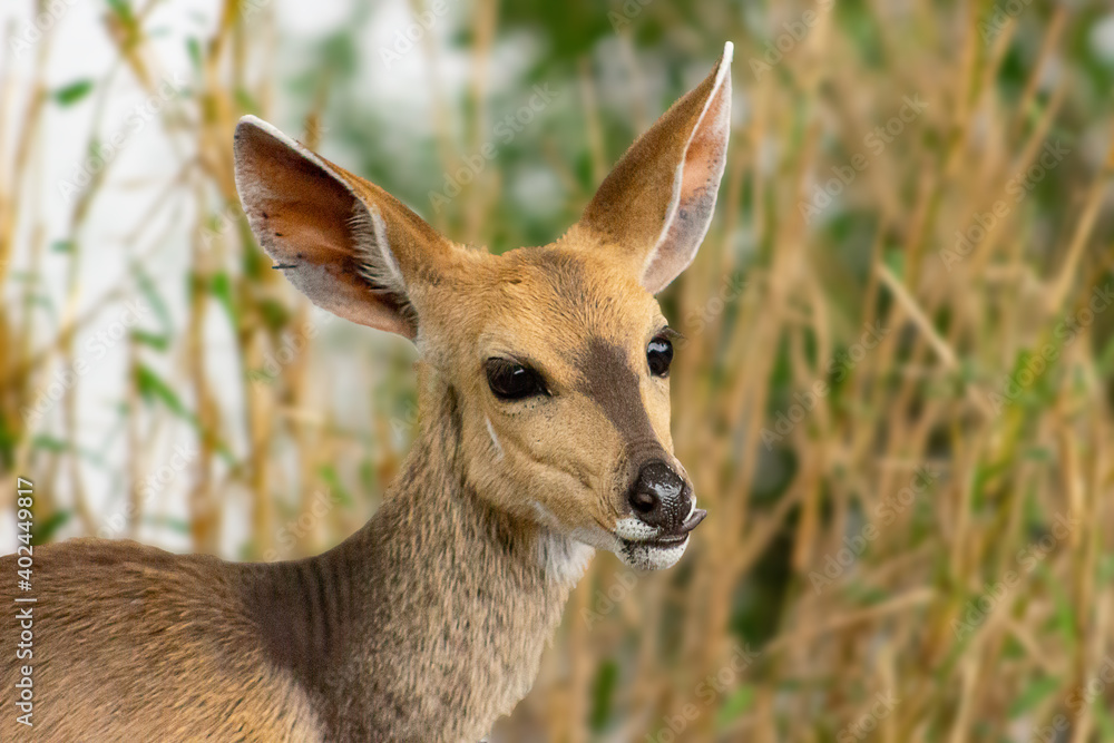 A small, cute, grazing bushbuck in the Kruger National Park, South Africa A small, cute, grazing bushbuck in the Kruger National Park, South Africa
