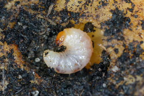 Larva of Otiorhynchus (sometimes Otiorrhynchus) Curculionidae eating carrot root. Many of them e.i. black vine weevil (O. sulcatus) or strawberry root weevil (O. ovatus) are important pests.  photo