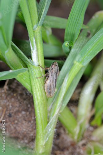 Philaenus spumarius, the meadow froghopper or meadow spittlebug from the family Aphrophoridae on cereal. photo