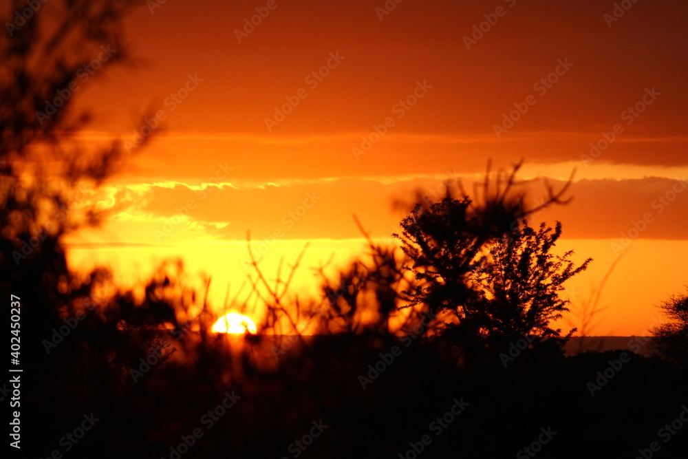 African sunrise behind trees