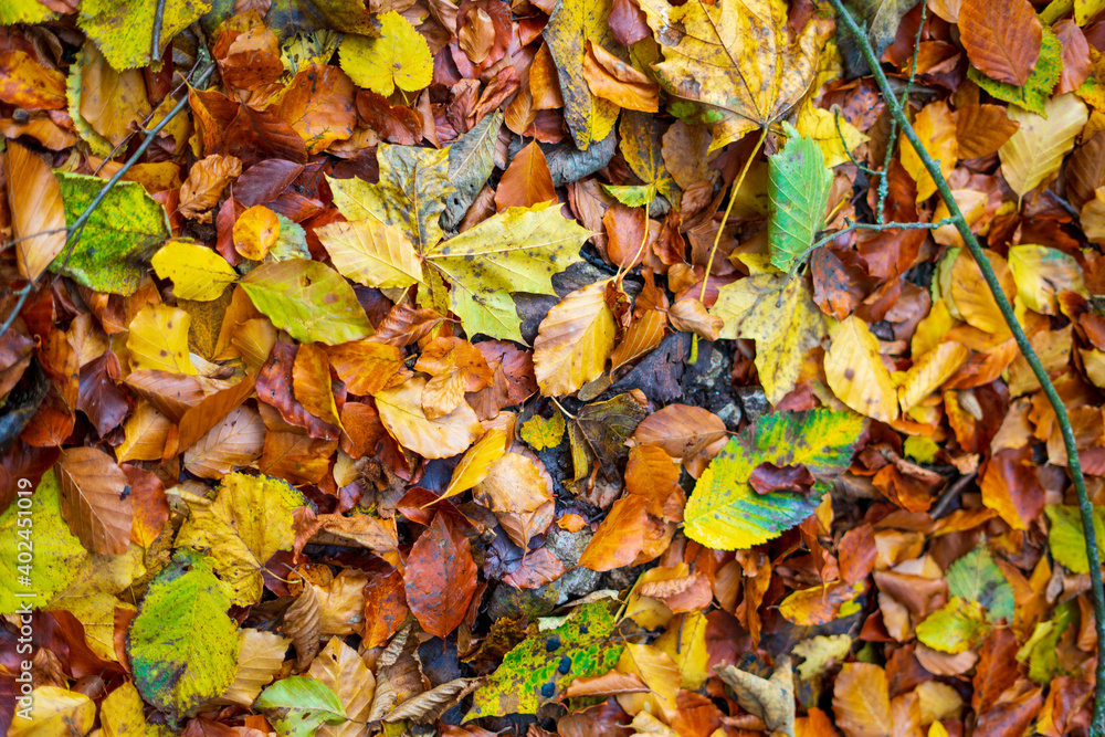 Bunte Herbstblätter-Mischung von oben