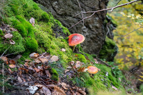 Fliegenpilze im Wald
