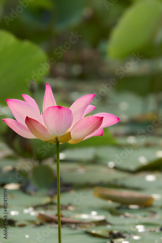 lotus flower in full bloom