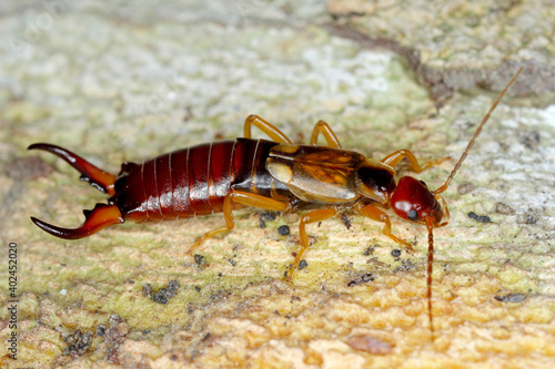 European earwig (Forficula auricularia) on the bark of a tree photo