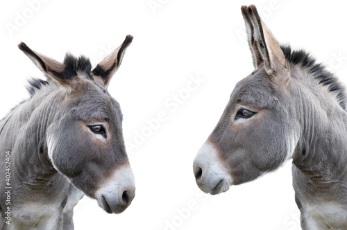 Photographie two donkey portrait isolated on white background